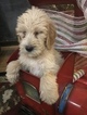 Small Photo #8 Poodle (Standard)-Spinone Italiano Mix Puppy For Sale in CLEVELAND, OH, USA
