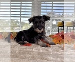 Small #1 Schnauzer (Miniature)