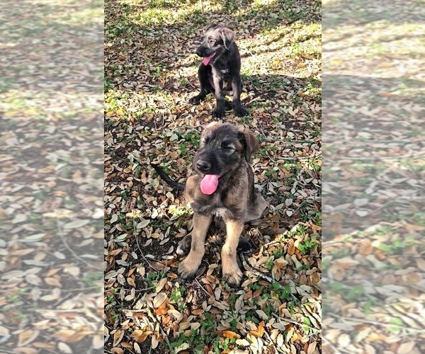 Medium Photo #7 Irish Wolfhound Puppy For Sale in MATHIS, TX, USA