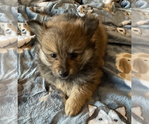 Pomeranian Puppy for sale in WINFIELD, KS, USA