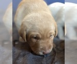 Small #10 Labrador Retriever