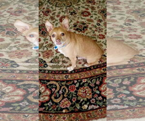 Chihuahua-Unknown Mix Dogs for adoption in McKinney, TX, USA