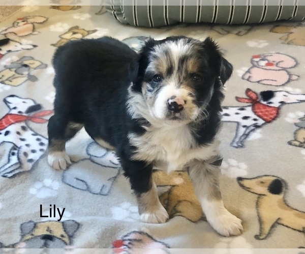 Medium Photo #5 Australian Shepherd Puppy For Sale in BERESFORD, SD, USA