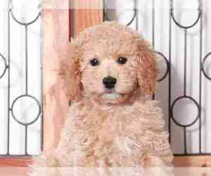 Cavapoo Puppy for sale in NAPLES, FL, USA