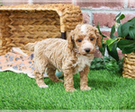 Small #15 Poodle (Miniature)