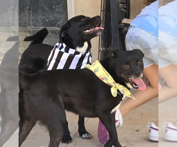 Medium Photo #1 Pug-Unknown Mix Puppy For Sale in Peralta, NM, USA