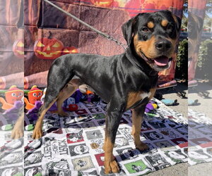 Chongers - Male Rotterman Dog for Adoption - Photo #3