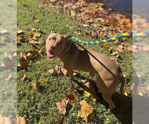 Chester - Male American Staffordshire Terrier Dog for Adoption - Photo #7