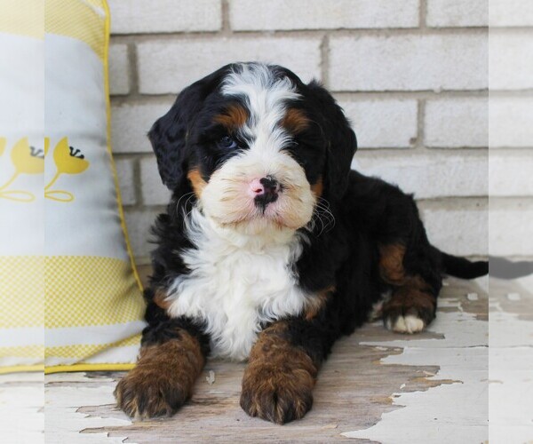 Medium Photo #1 Bernedoodle (Miniature) Puppy For Sale in BIRD IN HAND, PA, USA