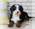 Small Photo #1 Bernedoodle (Miniature) Puppy For Sale in BIRD IN HAND, PA, USA