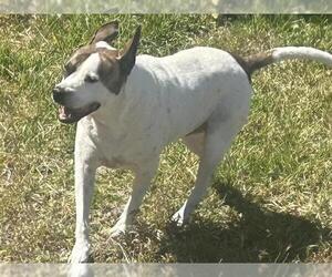 American Pit Bull Terrier-Unknown Mix Dogs for adoption in Houston, TX, USA