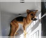 A663771 - Male German Shepherd Dog Dog for Adoption - Small photo