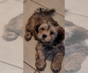 Lhasa Apso Puppy for sale in PHOENIX, AZ, USA
