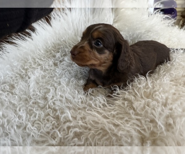 Medium Photo #11 Dachshund Puppy For Sale in COLLBRAN, CO, USA