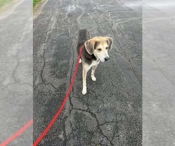 Medium Photo #4 Coonhound-Unknown Mix Puppy For Sale in Rootstown, OH, USA