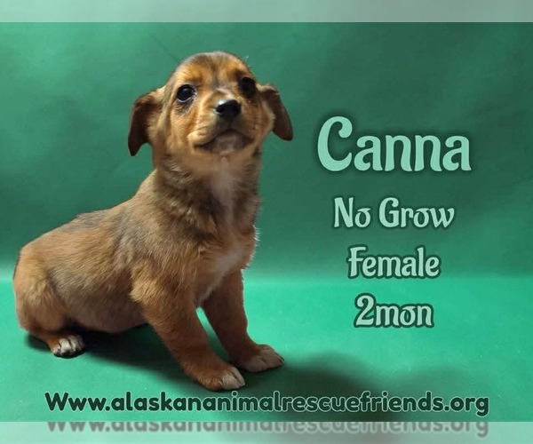 Medium Photo #1 Colonial Cocker Spaniel-Unknown Mix Puppy For Sale in Anchorage, AK, USA