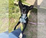 Small Chihuahua Mix