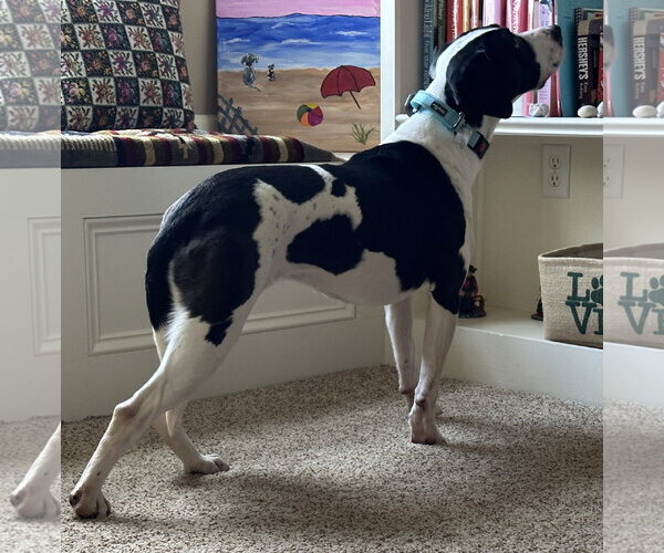 Medium Photo #10 Mutt Puppy For Sale in Harrisburg, PA, USA