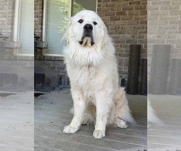 Medium Photo #3 Great Pyrenees Puppy For Sale in Bountiful, UT, USA