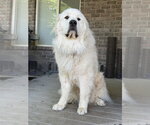 Small #2 Great Pyrenees