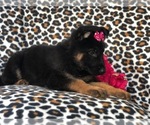 Small Photo #3 German Shepherd Dog Puppy For Sale in LAKELAND, FL, USA