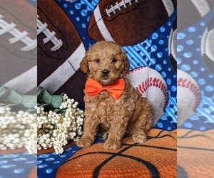 Goldendoodle (Miniature) Puppy for sale in COCHRANVILLE, PA, USA