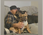 Small Photo #1 French Bulldog Puppy For Sale in FREDERICK, MD, USA