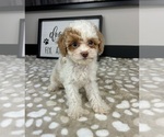 Small #4 Cavapoo
