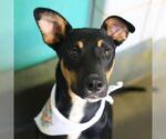 Small Doberman Pinscher Mix