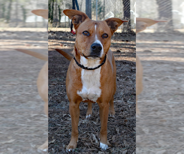 Medium Photo #3 Carolina Dog-Labrador Retriever Mix Puppy For Sale in Decatur, GA, USA