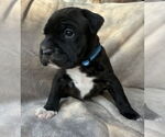 Small #2 Mutt
