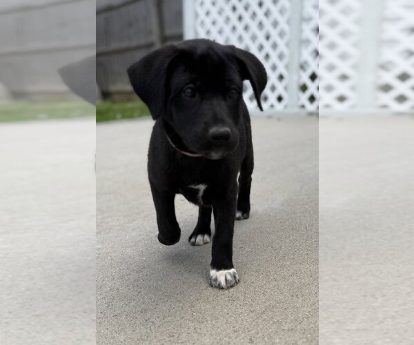 Medium Photo #4 Labrador Retriever-Unknown Mix Puppy For Sale in Aurora, IN, USA