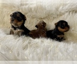 Small Photo #12 Yorkshire Terrier Puppy For Sale in HAYWARD, CA, USA