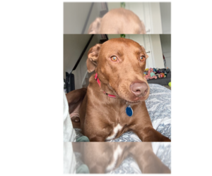 Sable - Male Labralas Dog for Adoption - Photo #9