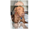 Small #8 Labrador Retriever Mix