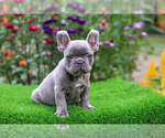 Puppy Onyx French Bulldog