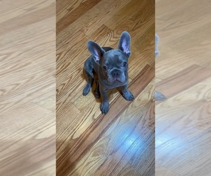 French Bulldog Puppy for sale in REVERE, MA, USA
