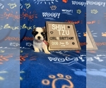 Puppy Brittany Shih Tzu
