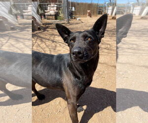 Lindsey - - Female Labrador Retriever Dog for Adoption - Photo #7