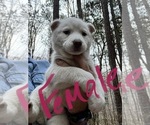 Small Photo #1 Siberian Husky Puppy For Sale in WILLIAMSBURG, VA, USA