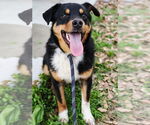 Small #3 Border Collie Mix