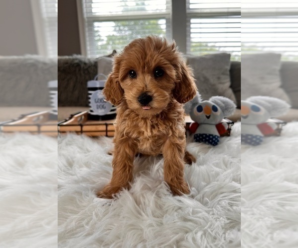 Medium Photo #3 Goldendoodle (Miniature) Puppy For Sale in INDIANAPOLIS, IN, USA