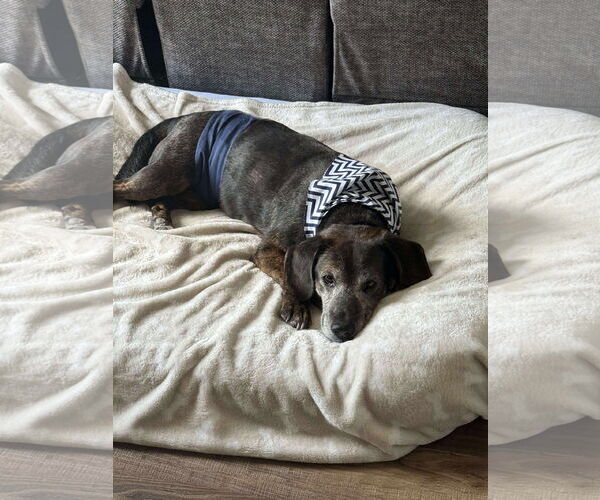 Medium Photo #2 Dachshund-Unknown Mix Puppy For Sale in Germantown, OH, USA