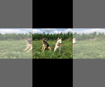 Small #1 German Shepherd Dog