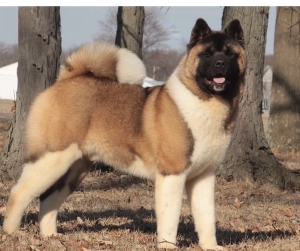 Medium Photo #1 Akita Puppy For Sale in ELKHART, IN, USA