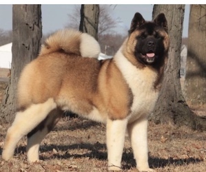 Father of the Akita puppies born on 05/28/2023