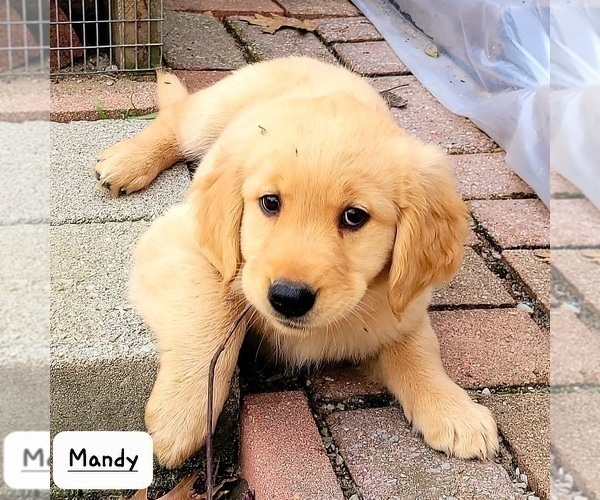 Medium Photo #5 Golden Retriever Puppy For Sale in FREDONIA, KS, USA
