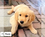 Small Photo #5 Golden Retriever Puppy For Sale in FREDONIA, KS, USA