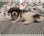 Small #4 Maltipom