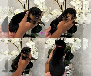 Rottweiler Puppy for Sale in FORT WORTH, Texas USA